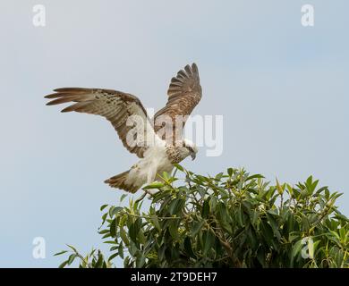 Der östliche Fischadler (Pandion haliaetus cristatus), der auf einem Baum in Queensland (Australien) landet, isoliert mit Kopierraum, Stockfoto