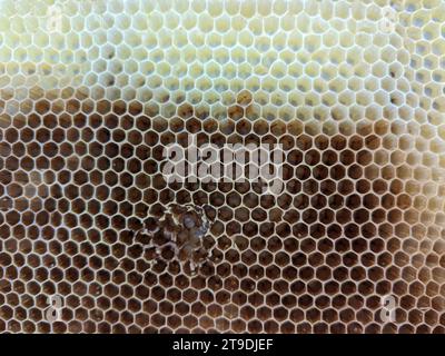 Waben mit natürlicher, gesunder Bienenwachs Textur. Nahaufnahme der sechseckigen Bienenwachszellen Struktur auf Holzrahmen, neue sind gelb und die älteren sind Stockfoto