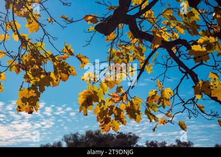 Gelbe Ahornblätter im Herbst mit dunklen Flecken durch Baumkrankheit Stockfoto