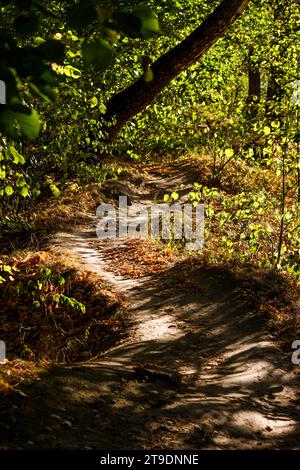 Farbenfroher Waldweg in der Sonne. Kurviger Pfad im Park Stockfoto
