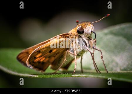 Nahaufnahme eines entzückenden feurigen Skippers (Hylephila phyleus), der sanft auf einem Blatt thront, dessen Proboscis ordentlich aufgerollt ist. Stockfoto