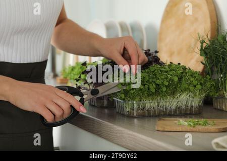 Frau mit Schere schneidet frisches Mikrogrün auf der Arbeitsplatte in der Küche, Nahaufnahme Stockfoto