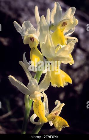 Spärlich blühende Orchidee (Orchis pauciflora), Orchidaceae. Wilde europäische Orchideen. Italien, Toskana. San Giuliano Terme (PI) Stockfoto