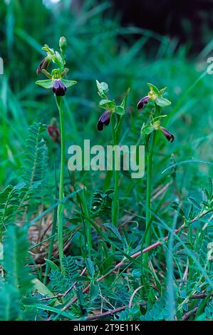 Traubenorchidee, (Ophrys funerea), Orchidaceae. Wilde europäische Orchideen. Seltene Pflanze. Italien, Toskana, Greve in Chianti (FI), Villa Bucciolini. 14.V.1998 Stockfoto