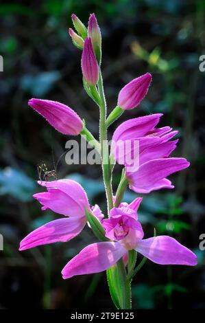 Rothelleborin (Cephalanthera rubra), Orchidaceae. Wilde europäische Orchideen. Seltene Pflanze. Italien. Stockfoto