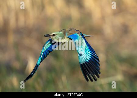 Blauracke Stockfoto