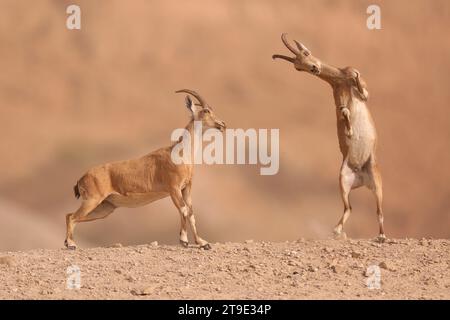 Juveniler nubischer Steinbock Stockfoto