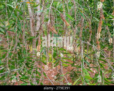 Melaleuca cajuputi Blumen, Cajuput, im Cajuput Wald, Gunung Kidul, Yogyakarta, Indonesien Stockfoto