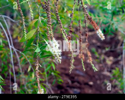 Melaleuca cajuputi Blumen, Cajuput, im Cajuput Wald, Gunung Kidul, Yogyakarta, Indonesien Stockfoto