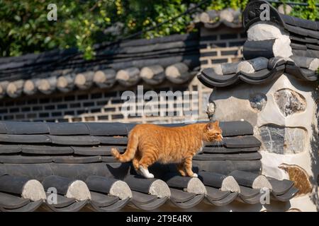 Ingwerkatze, die auf einem Dach im traditionellen koreanischen Stil läuft Stockfoto