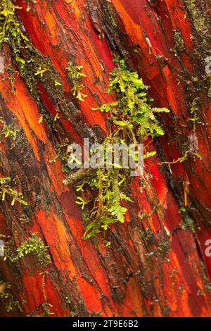 Pacific Yew (Taxus brevifolia) Bark, Tualatin River National Wildlife Refuge, Oregon Stockfoto