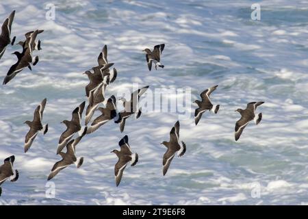 Surfbird (Calidris virgata) im Flug, Fishing Rock State Park, Oregon Stockfoto