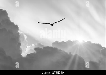 Eine Vogelsilhouette schwebt über den Wolken mit Sonnenstrahlen, die durch Schwarz und Weiß stürzen Stockfoto