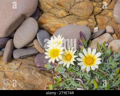 Blumen wachsen an einem felsigen Strand am Meer in Südaustralien. Stockfoto