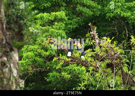 Ein Paar Noppenhornvögel (Rhyticeros cassidix), eine monogame Art mit langsamen Brutraten, wird auf einem Baum in einer vegetarischen Landschaft am Fuße des Mount Tangkoko und Duasudara (Dua Saudara) in Bitung, Nord-Sulawesi, Indonesien, fotografiert. Nashornvogel, der aufgrund des hohen Wertes ihres Fleisches, ihrer Kaskaden und ihrer Schwanzfedern für die Jagd anfällig ist spielt eine wichtige Rolle bei der Waldregeneration und bei der Erhaltung der Dichte großer Bäume durch seine Fähigkeit als Saatgutverteilungsmittel, während gleichzeitig ein gesunder Regenwald durch seine kohlenstoffabsorbierende Rolle bei der Bekämpfung der globalen Erwärmung wichtig ist Stockfoto