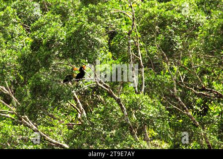 Ein Paar Noppenhornvögel (Rhyticeros cassidix), eine monogame Art mit langsamen Brutraten, wird auf einem Baum in einer vegetarischen Landschaft am Fuße des Mount Tangkoko und Duasudara (Dua Saudara) in Bitung, Nord-Sulawesi, Indonesien, fotografiert. Nashornvogel, der aufgrund des hohen Wertes ihres Fleisches, ihrer Kaskaden und ihrer Schwanzfedern für die Jagd anfällig ist spielt eine wichtige Rolle bei der Waldregeneration und bei der Erhaltung der Dichte großer Bäume durch seine Fähigkeit als Saatgutverteilungsmittel, während gleichzeitig ein gesunder Regenwald durch seine kohlenstoffabsorbierende Rolle bei der Bekämpfung der globalen Erwärmung wichtig ist Stockfoto