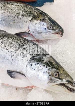 Frischer Lachs auf Eis im Supermarkt Stockfoto