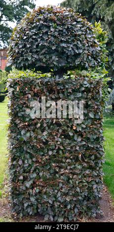 Nahaufnahme der Form und der Hecke des Gartenbaums Fagus sylvatica atropurpurea im Sommer. Stockfoto