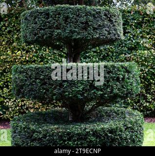 Nahaufnahme von immergrünen, topiären Gartenbaumen Taxus baccata oder Eibe. Stockfoto