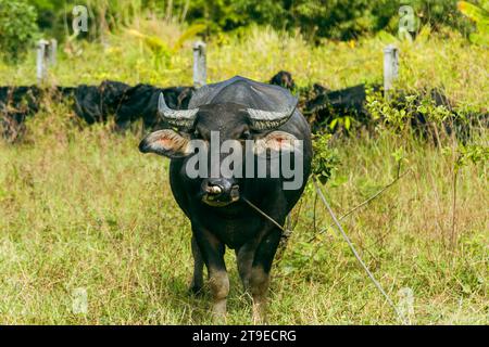 Eine Nahaufnahme eines ruhigen, domestizierten schwarzen kurzhaarigen Bullen mit langen Hörnern, die auf einer Weide grasen. Stockfoto