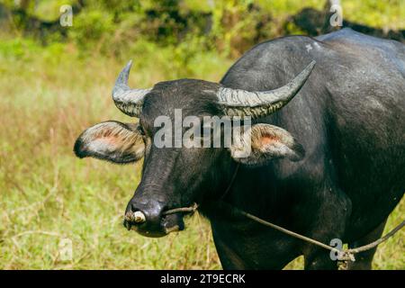 Eine Nahaufnahme eines ruhigen, domestizierten schwarzen kurzhaarigen Bullen mit langen Hörnern, die auf einer Weide grasen. Stockfoto