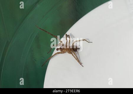 Nahaufnahme der männlichen Spitzenknüpfer-Spinne (Amaurobius similis) in einem Plastikbehälter mit weißem Boden. Familie Amaurobiidae. Herbst, November, Niederlande Stockfoto