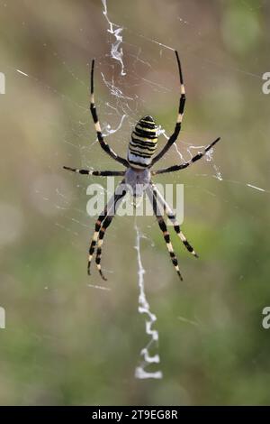 Wespenspinne männlich in ihrem charakteristischen Netz Stockfoto