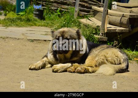 Kaukasischer Schäferhund liegt in der kaukasischen Sonne Stockfoto