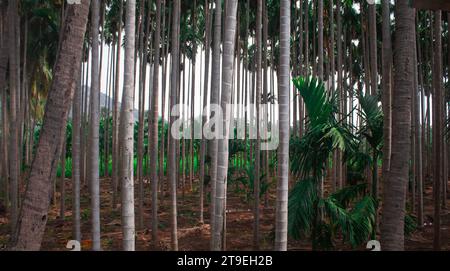 Blick auf die Palmenplantage von Areca. Betel-Plantage zusammen mit Kokospalmen. Stockfoto