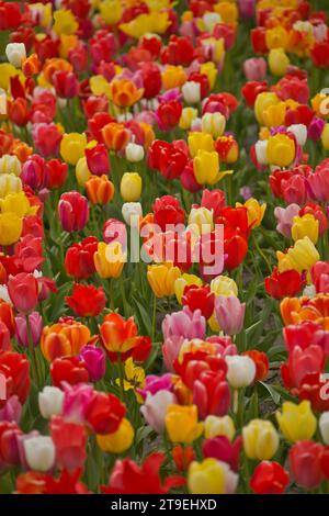 Tulpenfeld zum Selberpflücken - hier gesehen am 04.05.2022 in der Gemarkung von Cuxhaven *** Tulpenfeld zum Selberpflücken hier am 04 05 2022 im Bezirk Cuxhaven Credit: Imago/Alamy Live News Stockfoto