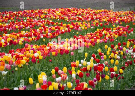 Tulpenfeld zum Selberpflücken - hier gesehen am 04.05.2022 in der Gemarkung von Cuxhaven *** Tulpenfeld zum Selberpflücken hier am 04 05 2022 im Bezirk Cuxhaven Credit: Imago/Alamy Live News Stockfoto