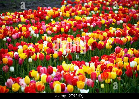 Tulpenfeld zum Selberpflücken - hier gesehen am 04.05.2022 in der Gemarkung von Cuxhaven *** Tulpenfeld zum Selberpflücken hier am 04 05 2022 im Bezirk Cuxhaven Credit: Imago/Alamy Live News Stockfoto