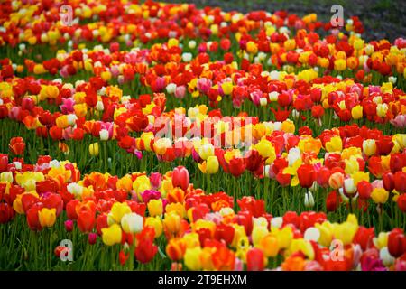 Tulpenfeld zum Selberpflücken - hier gesehen am 04.05.2022 in der Gemarkung von Cuxhaven *** Tulpenfeld zum Selberpflücken hier am 04 05 2022 im Bezirk Cuxhaven Credit: Imago/Alamy Live News Stockfoto