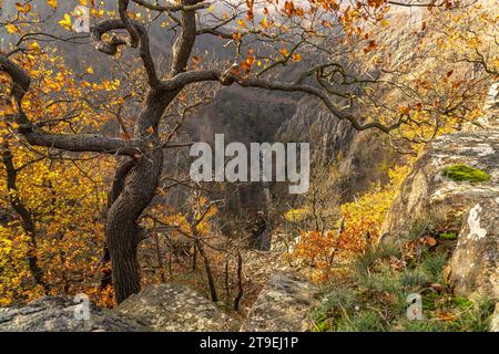 Blick von der Rosstrappe in das Bodetal im Harz bei Thale, Sachsen-Anhalt, Deutschland | Blick von der Rosstrappe zur Bode-Schlucht am Harz-Moun Stockfoto