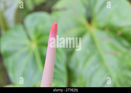 Nahaufnahme einer erhöhten Spitze des rosafarbenen Spadix einer roten Anthuriumblüte in geringer Tiefe des Feldes Stockfoto