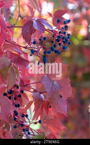 Obststand, Früchte von Wildtrauben (Vitis vinifera subsp. Sylvestris), Bayern, Deutschland Stockfoto