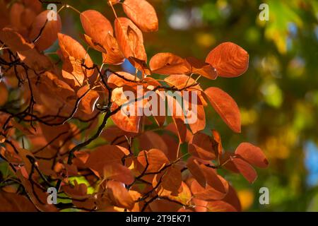 Schattenbusch (Amelanchier), Herbstfarben, Münsterland, Nordrhein-Westfalen, Deutschland Stockfoto