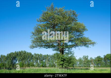 Schwarzerle (Alnus glutinosa), einsam stehend auf einer Wiese, blauer Himmel, Niedersachsen, Deutschland Stockfoto