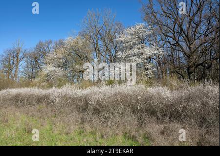 Waldrand, Wildkirsche (Prunus avium) und Schwarzdorn (Prunus spinosa), blühend, Thüringen, Deutschland Stockfoto