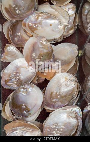 Verschiedene Arten von kleinen bunten Muscheln Stockfoto