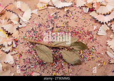 Trockene Blätter inmitten Farbe Bleistift rasieren Stockfoto