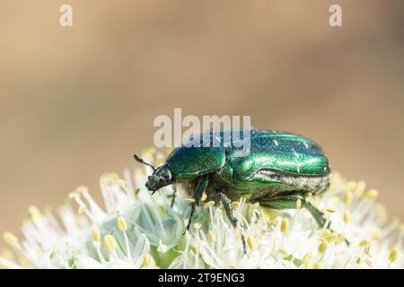 Landwirtschaftlicher Schädling ein grüner Käfer (Cetonia aurata) sitzt auf einer Blüte. Insekten an Pflanzen in der Gartenbeäubungsvegetation. Stockfoto