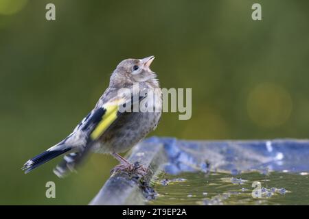 Europäischer Goldfinch [ Carduelis carduelis ] Jungvogel, der am Rand eines Reflexionspols um Nahrung bettelt Stockfoto