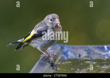 Europäischer Goldfink [ Carduelis carduelis ] Jungvogel, der am Rand eines Reflexionspols steht Stockfoto