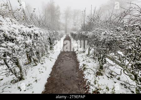 Waimes, Belgien. November 2023. Die Abbildung zeigt den ersten Schnee in Waimes in der Nähe des Baraque Michel am Samstag, den 25. November 2023. BELGA FOTO BRUNO FAHY Credit: Belga News Agency/Alamy Live News Stockfoto