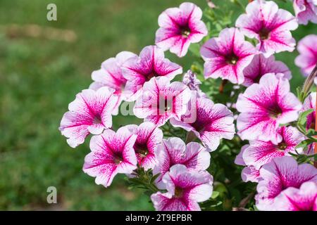 Petunia, Petunias im Tablett, Petunia im Topf, neonrosa Petunia Stockfoto