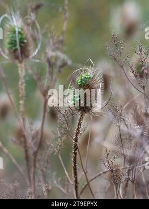 Teaselkernköpfe zeigen Keimung von Samen in situ Stockfoto