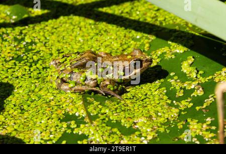 Der gemeine Frosch ist eine Vielzahl von Sümpfen und Wasserstraßen im Vereinigten Königreich. Sie sind Europas häufigste Amphibien, die im Frühjahr aus dem Winterschlaf hervorgehen. Stockfoto