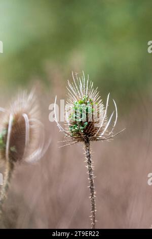 Teaselkernköpfe zeigen Keimung von Samen in situ Stockfoto