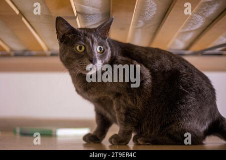 Süße blaue, burmesische Katze, die sich unter dem Bett versteckt Stockfoto